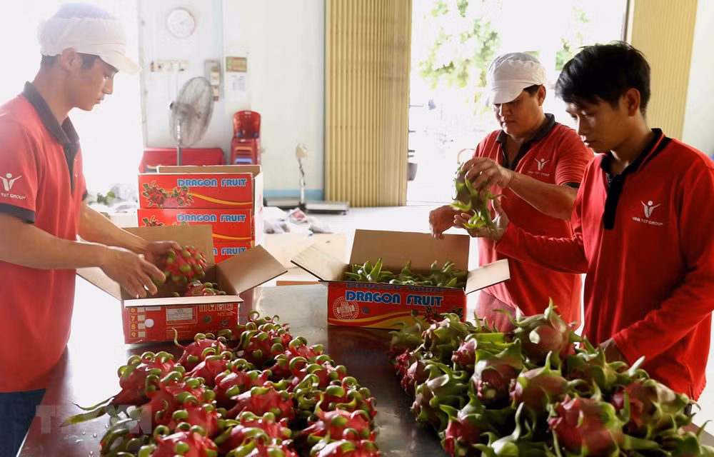 Vietnamese enterprises contribute to Vietnam-Australia trade ảnh 1 Vietnamese enterprises contribute to Vietnam-Australia trade ảnh 1