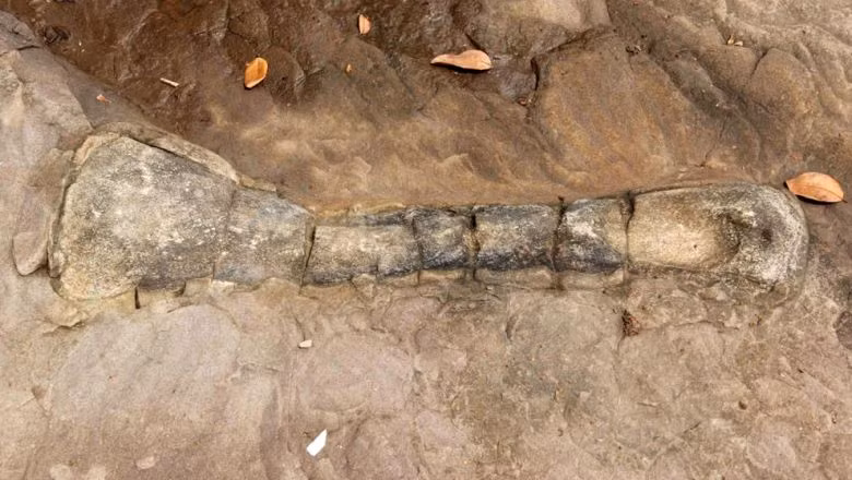 Dinosaur fossil found in Cambodia ảnh 1