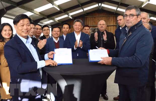 Hanoi, Belgium’s Wallonia develop 3B bull breed ảnh 1 Hanoi, Belgium’s Wallonia develop 3B bull breed ảnh 1