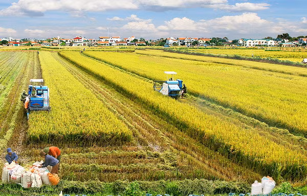 Vietnam pushes forward economic ties with Egypt ảnh 1 Vietnam pushes forward economic ties with Egypt ảnh 1
