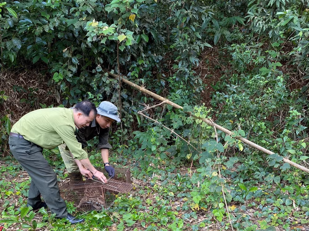 112 wild animals released into national park in southern province ảnh 1 112 wild animals released into national park in southern province ảnh 1