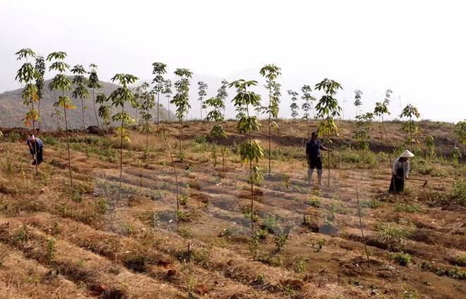 Forest protection encouraged to be included in poverty reduction ảnh 1
