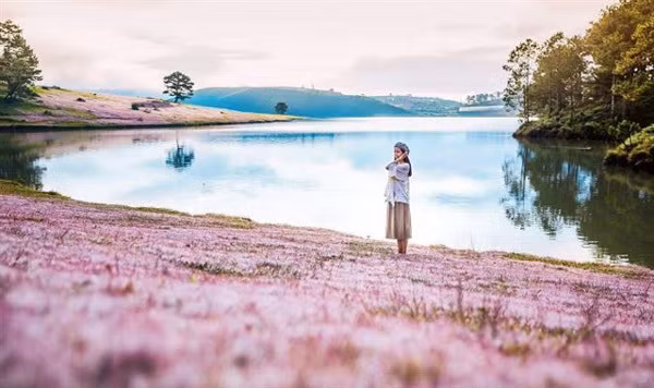 Pink grass festival to be celebrated in Lam Dong ảnh 1