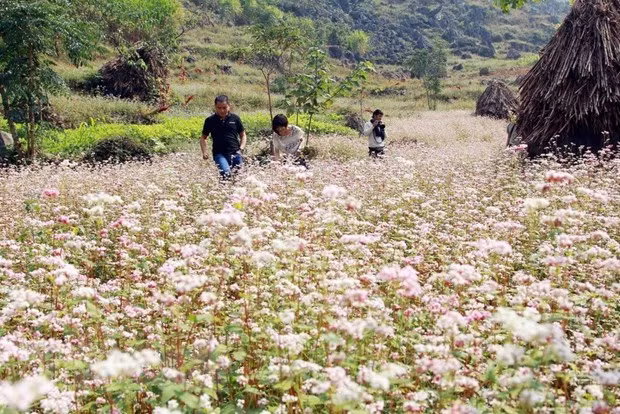 Buckwheat flower festival in Ha Giang ảnh 1 Buckwheat flower festival in Ha Giang ảnh 1
