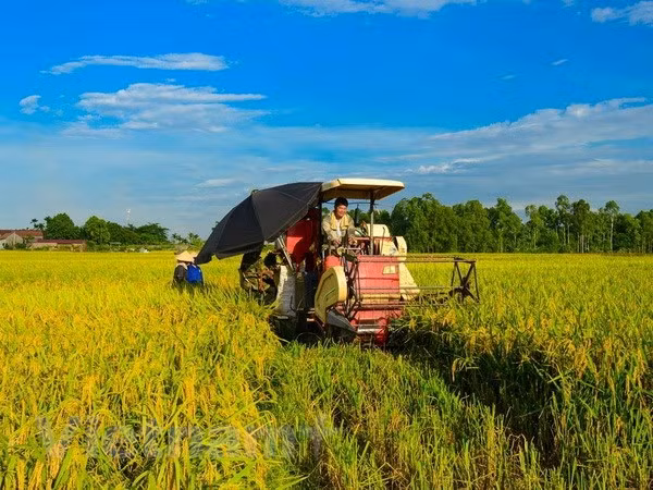 Vietnam Rice Festival to take place in Vinh Long in December ảnh 1