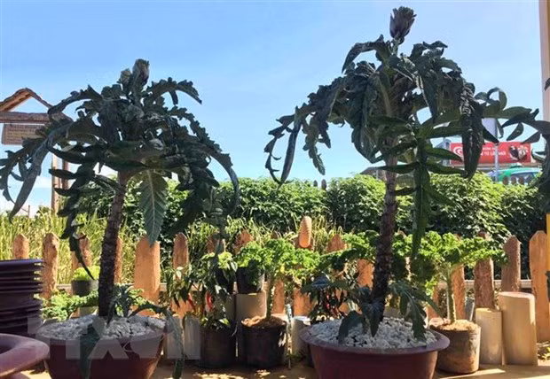 HCM City to host Asia-Pacific Bonsai and Suiseki Exhibition ảnh 1 HCM City to host Asia-Pacific Bonsai and Suiseki Exhibition ảnh 1
