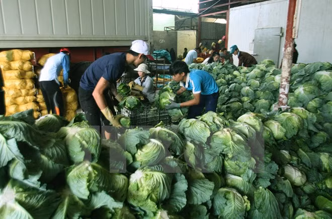 Hanoi to export agricultural products to Japan, Malaysia ảnh 1
