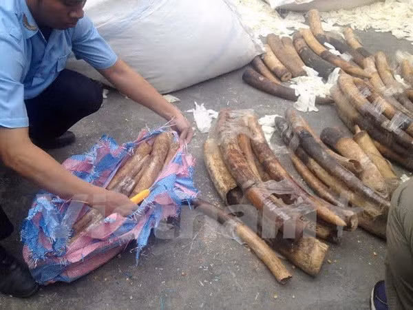 Ivories, tusks seized at Noi Bai international airport ảnh 1 Ivories, tusks seized at Noi Bai international airport ảnh 1