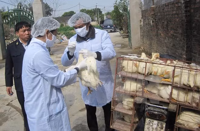 Vigilance urged for disease outbreaks during lunar New Year, festivals ảnh 1