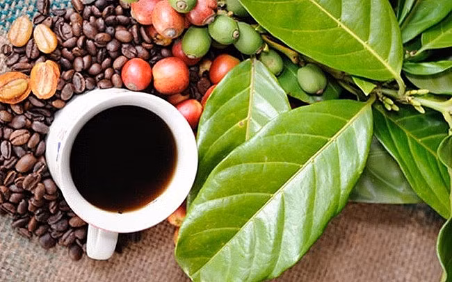 Buon Ma Thuot Coffee Festival 2023 to take place in March ảnh 1