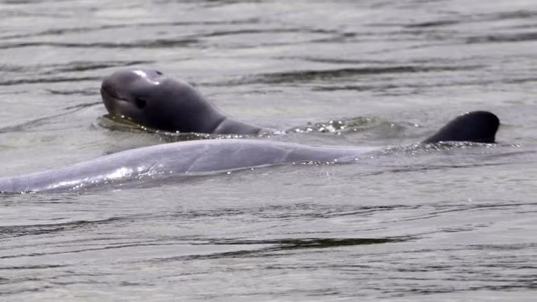 Cambodia set up safe zones for rare Mekong River dolphins ảnh 1 Cambodia set up safe zones for rare Mekong River dolphins ảnh 1