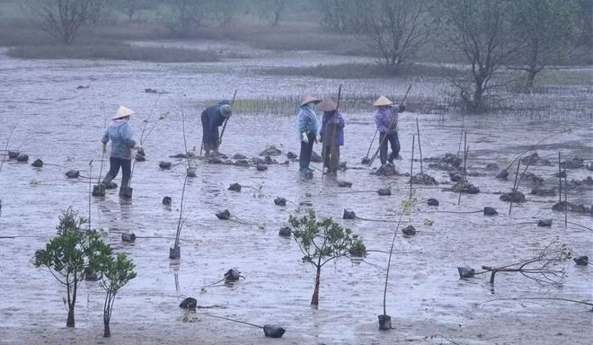 RoK-funded mangrove restoration project launched in Ninh Binh ảnh 1 RoK-funded mangrove restoration project launched in Ninh Binh ảnh 1