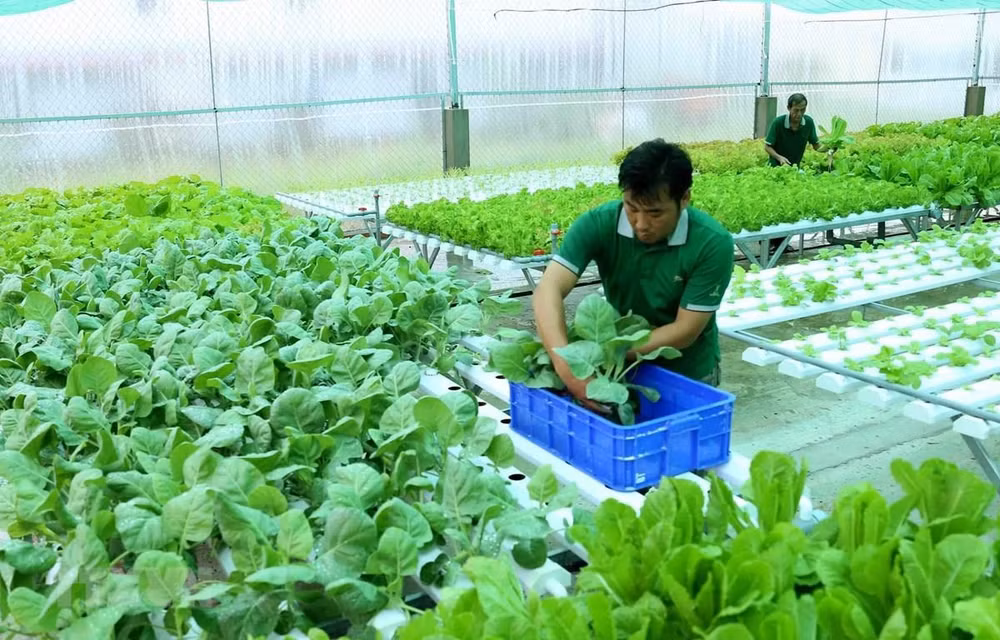 Huge upside for Vietnam’s organic products in Europe ảnh 1