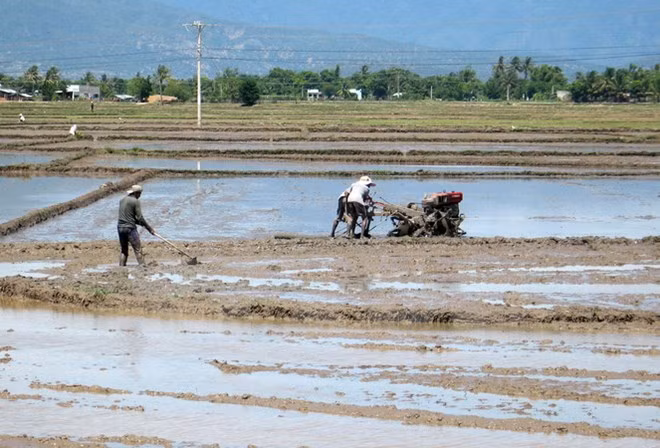 Vinh Long province invites investment in agriculture ảnh 1