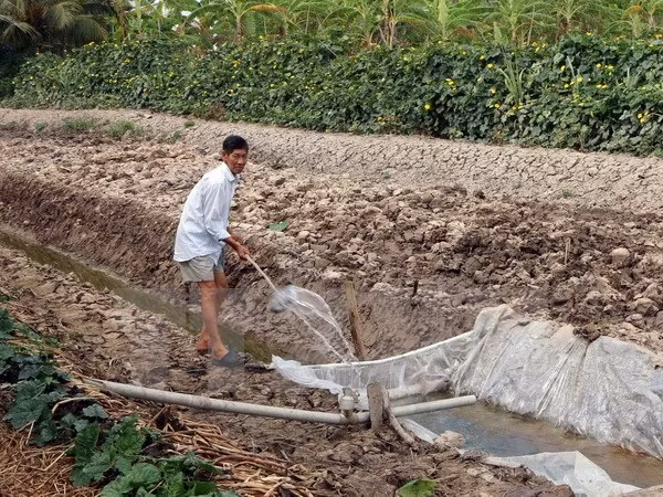 Techniques for farming in Mekong Delta salty land introduced ảnh 1 Techniques for farming in Mekong Delta salty land introduced ảnh 1