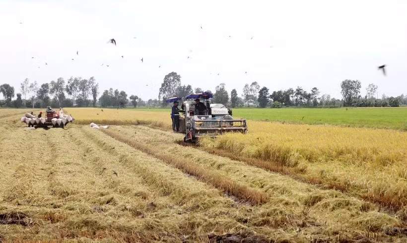 Festival to drive national rice trade ảnh 1