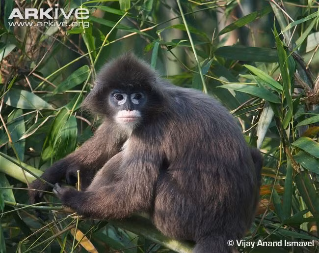 Two rare langurs killed in Pu Mat National Park ảnh 1 Two rare langurs killed in Pu Mat National Park ảnh 1