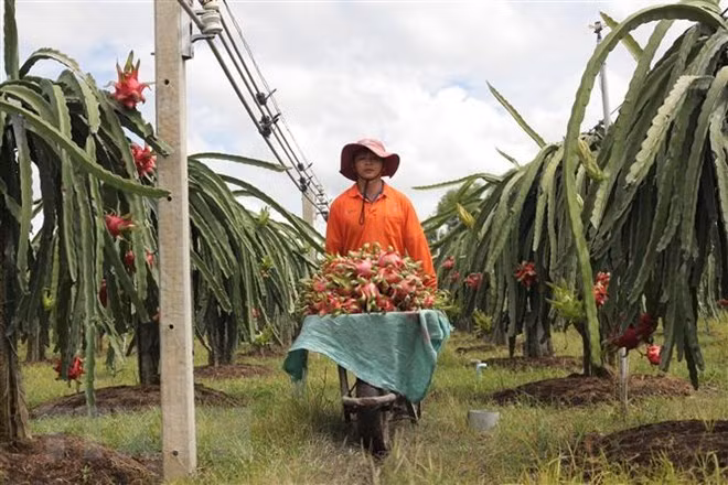 Agricultural sector speeds up restructuring, growth model reform ảnh 1