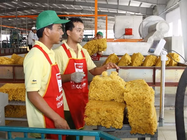 Rubber exports up in volume, down in value ảnh 1