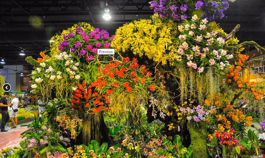 Asia Pacific Orchid Conference underway in Bangkok ảnh 1 Asia Pacific Orchid Conference underway in Bangkok ảnh 1