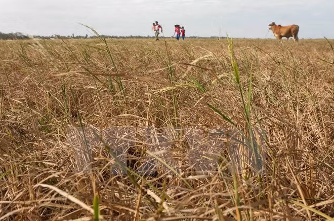 Mekong Delta farmers grapple with worst saline intrusion ảnh 1