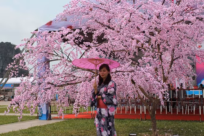 Cherry blossom events come to Vietnam ảnh 1