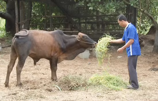 Fund helps farmers improve lives ảnh 1 Fund helps farmers improve lives ảnh 1