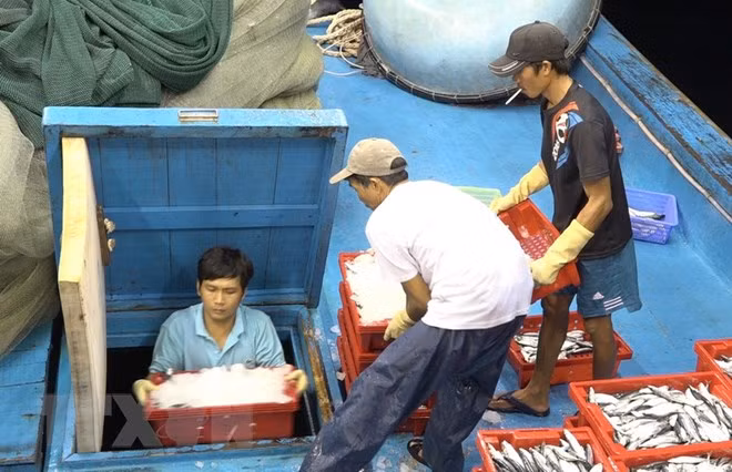 EC’s yellow card warning – big chance for fisheries sector’s restructuring ảnh 1 EC’s yellow card warning – big chance for fisheries sector’s restructuring ảnh 1