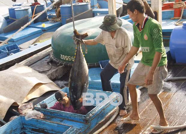 Binh Dinh strives to deal with EU “yellow card” ảnh 1