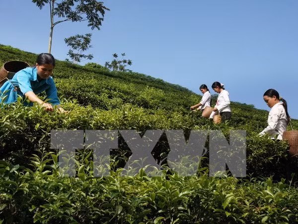 Vietnam’s tea exports likely to increase in coming months ảnh 1