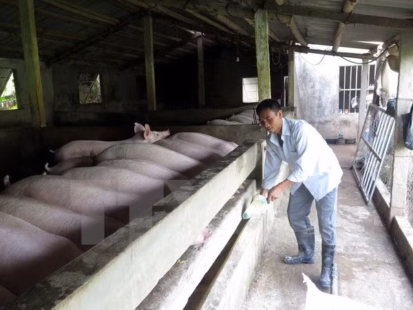 Nam Dinh, Thai Binh develop disease-free pig production for export ảnh 1