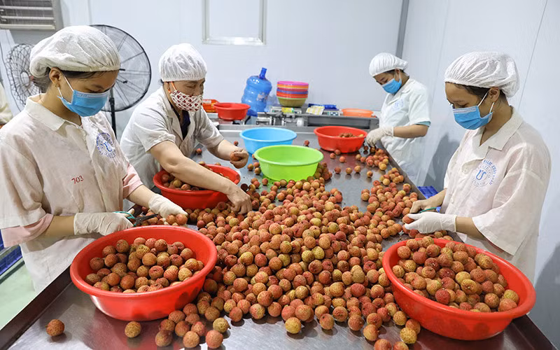 Compliance with quality standards – a must to bolster fruit exports: insiders ảnh 1