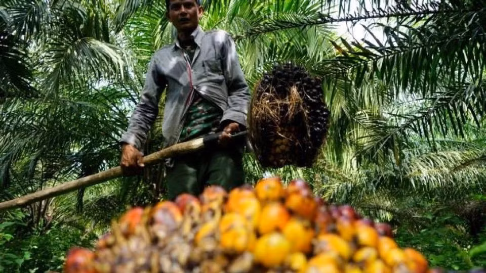 Indonesia to make biomethane from palm oil in 2025 ảnh 1 Indonesia to make biomethane from palm oil in 2025 ảnh 1