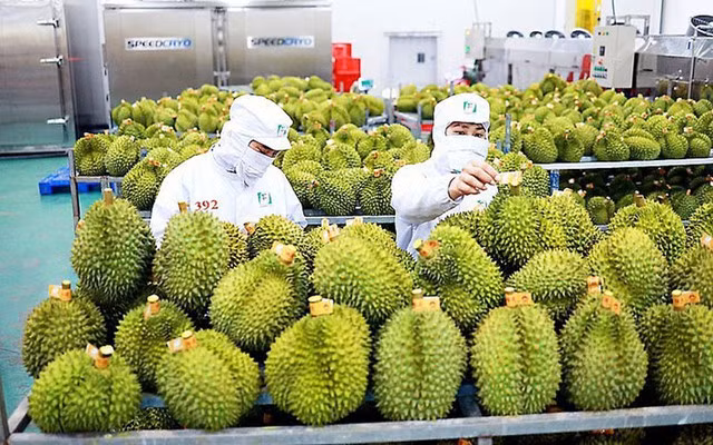 Compliance with quality standards – a must to bolster fruit exports: insiders ảnh 2 Compliance with quality standards – a must to bolster fruit exports: insiders ảnh 2