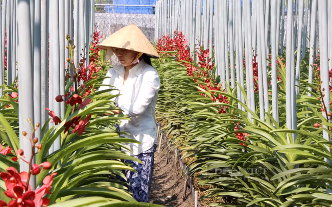 HCM City boasts potential in flower, ornamental plant production: Experts ảnh 1