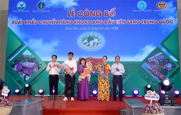 Vinh Long exports first batch of sweet potatoes to China ảnh 1 Vinh Long exports first batch of sweet potatoes to China ảnh 1