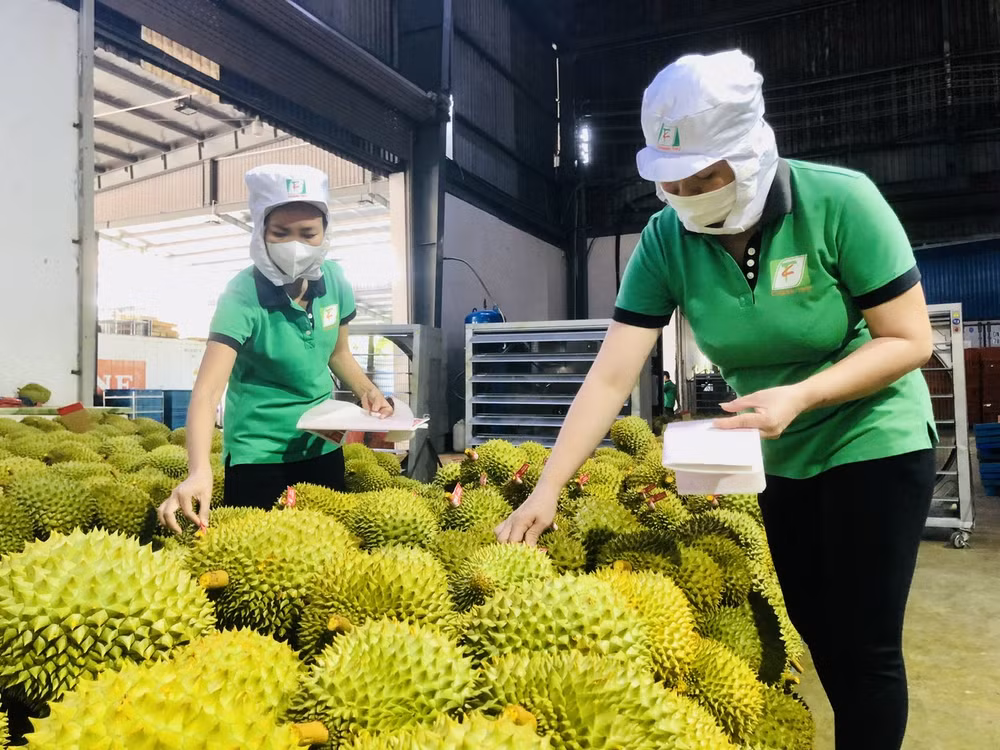 Fruit, vegetable exports expected to flourish in 2024 ảnh 2 Fruit, vegetable exports expected to flourish in 2024 ảnh 2