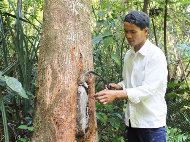 No honey means no money for these villagers ảnh 1 No honey means no money for these villagers ảnh 1