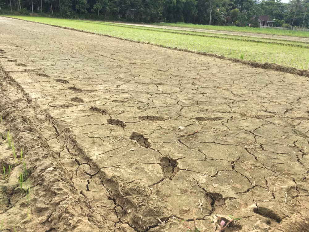 Prime Minister requests urgent actions to cope with drought ảnh 1