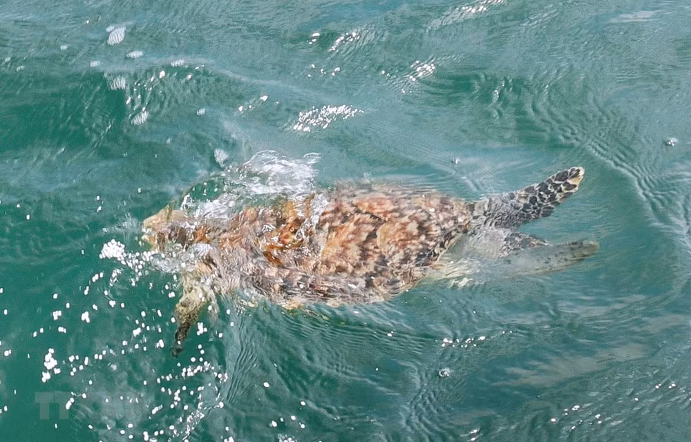 Rare sea turtle rescued in Ba Ria – Vung Tau ảnh 1