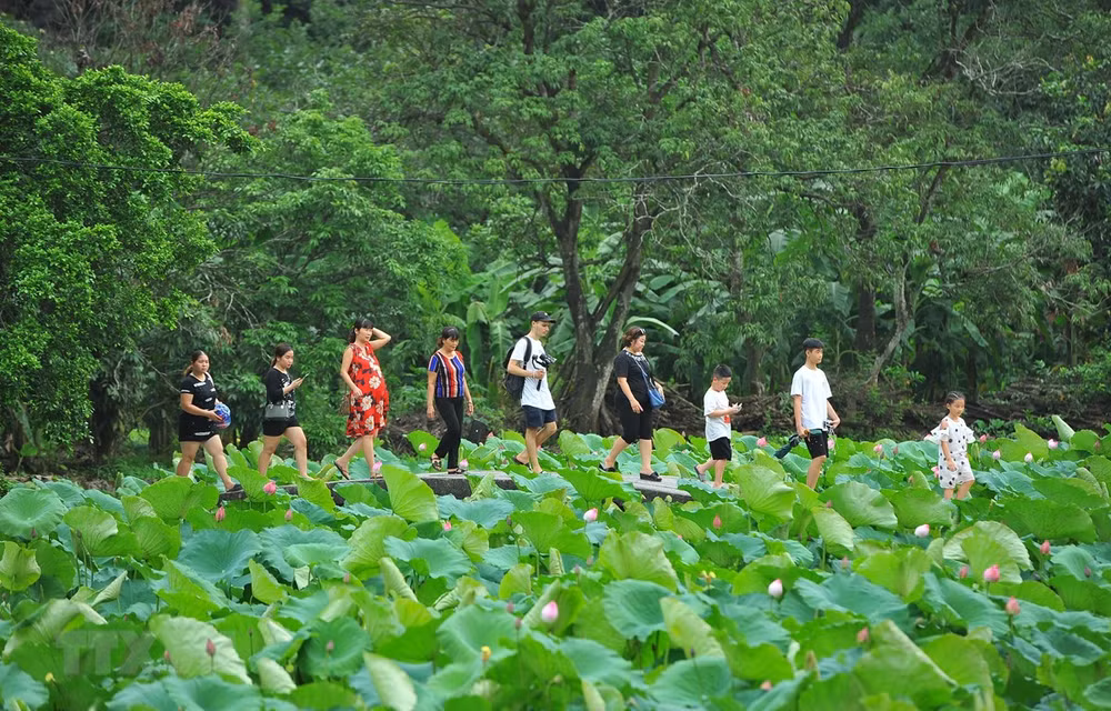 Vietnam among top five favourite places of Japanese tourists ảnh 1