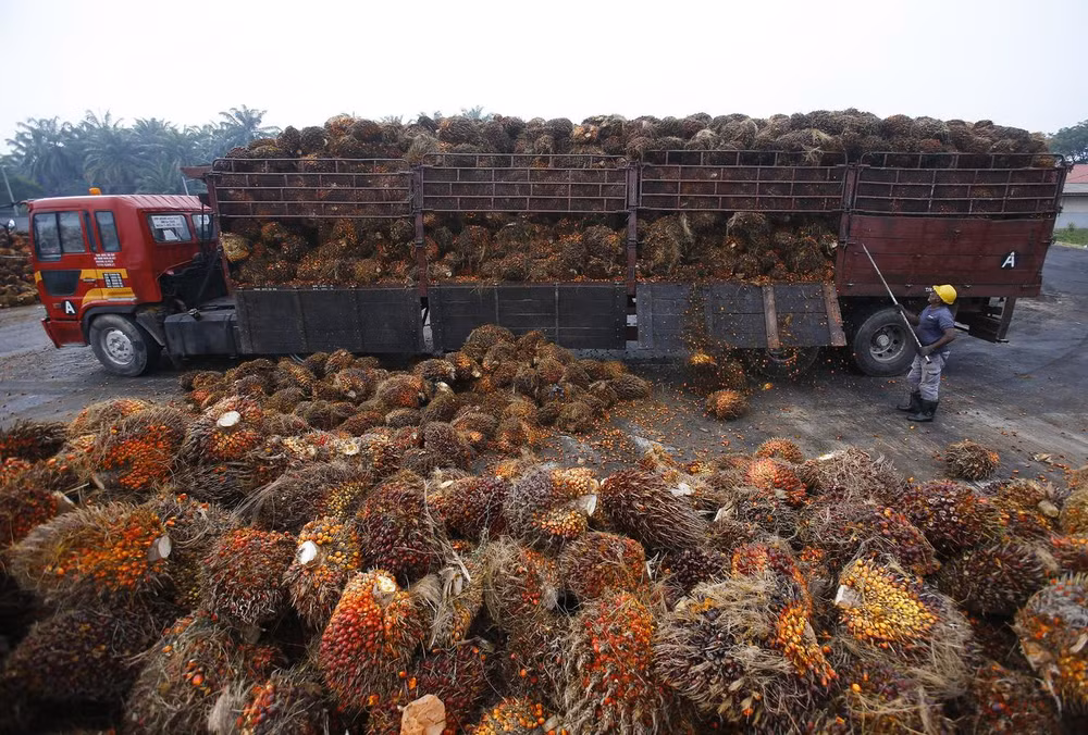 Malaysia to lodge complaint with WTO about EU’s palm oil curbs ảnh 1