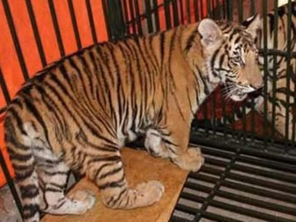Wildlife crime challenges Vietnam’s tiger conservation efforts ảnh 1