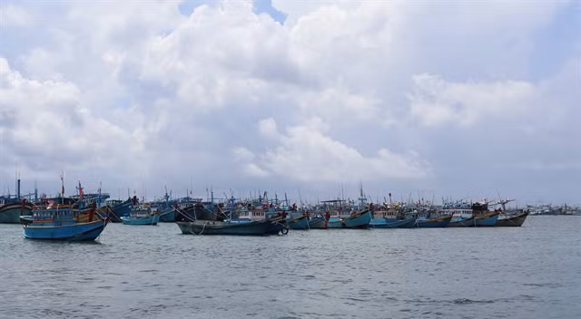 Binh Thuan province sees jump in seafood catch ảnh 1