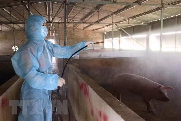 Vietnam develops anti-African swine fever vaccine ảnh 1