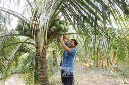 Ben Tre festival promotes coconut industry ảnh 1