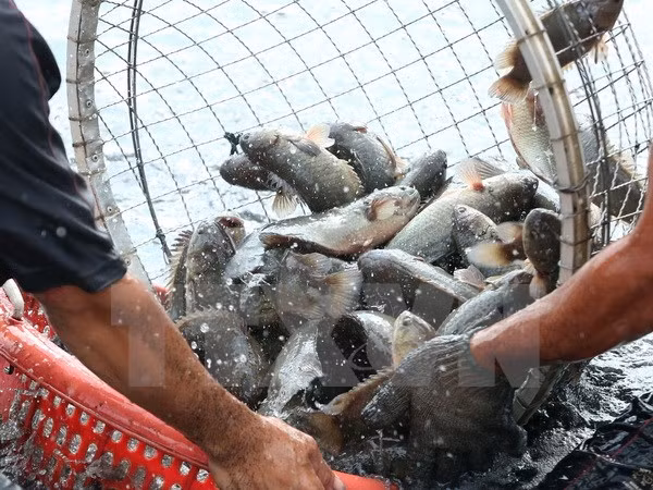  Tra Vinh: forest aquaculture yields positive effects ảnh 1