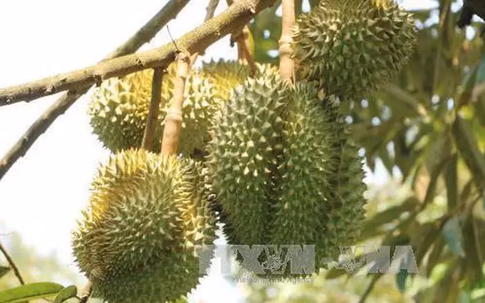 Chinese customs highly value Vietnamese durian growing areas ảnh 1