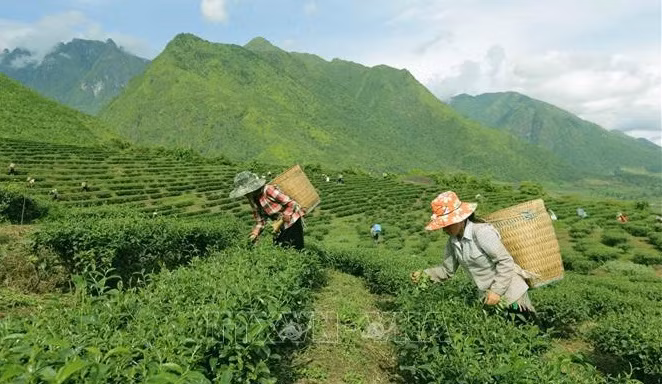Vietnam ranks 7th worldwide in tea production ảnh 1 Vietnam ranks 7th worldwide in tea production ảnh 1