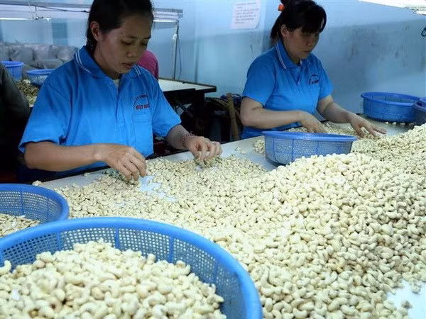 Vietnam needs to restructure cashew production ảnh 1 Vietnam needs to restructure cashew production ảnh 1